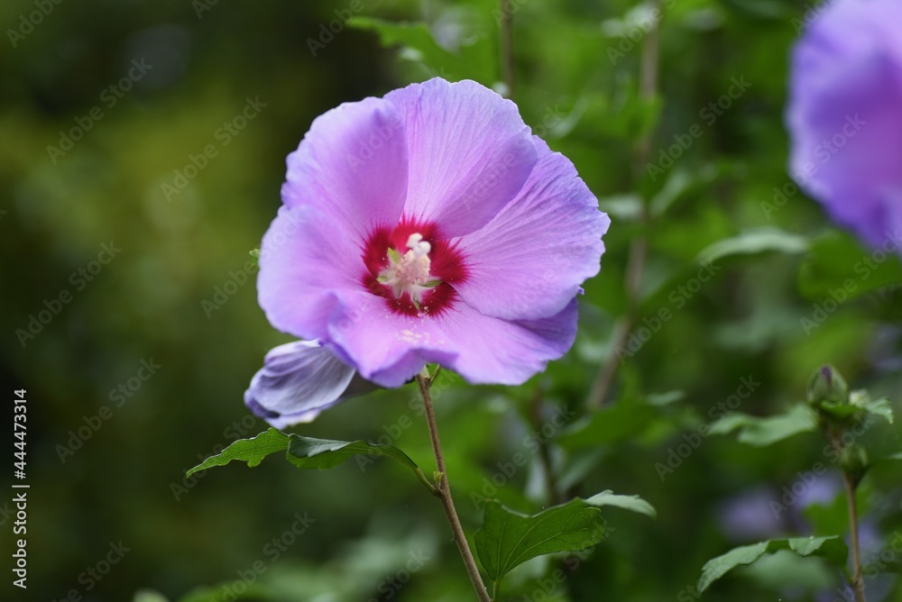 Rose of sharon flowers. Malvaceae deciduous tree. Rose of sharon flowers. Malvaceae deciduous tree.