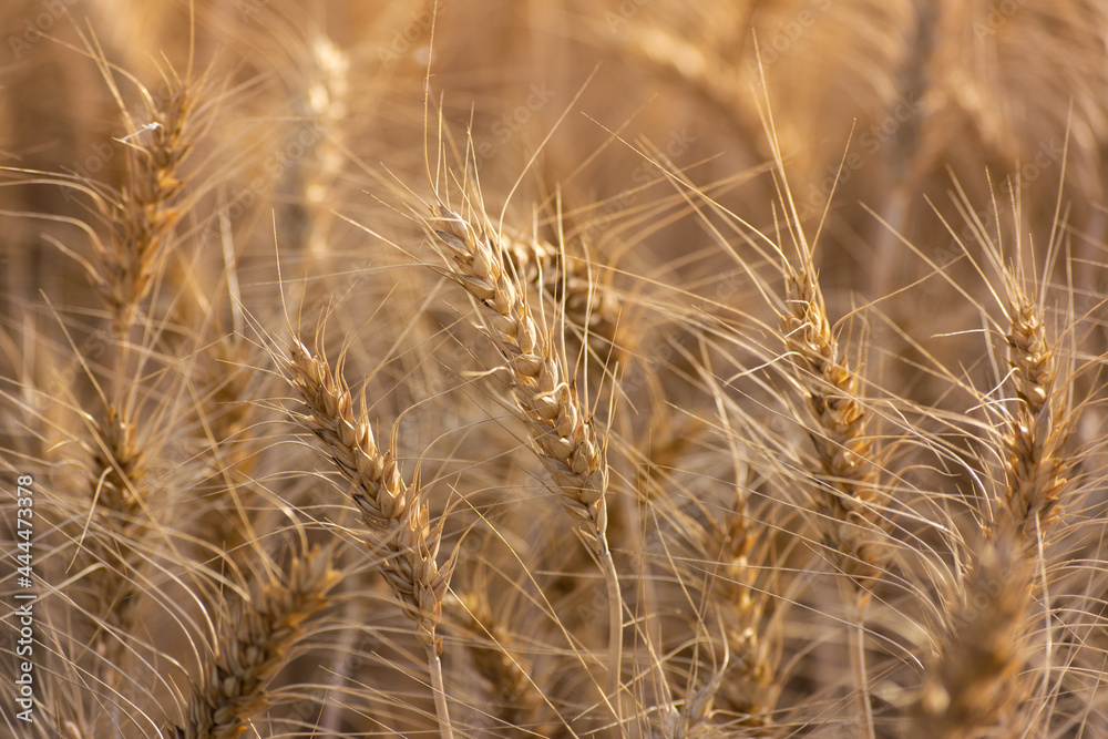 Close up of ripe wheat ears. Rich harvest concept. Close up of ripe wheat ears. Rich harvest concept.