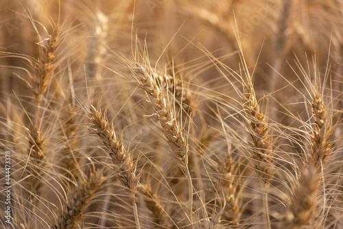 Close up of ripe wheat ears. Rich harvest concept.