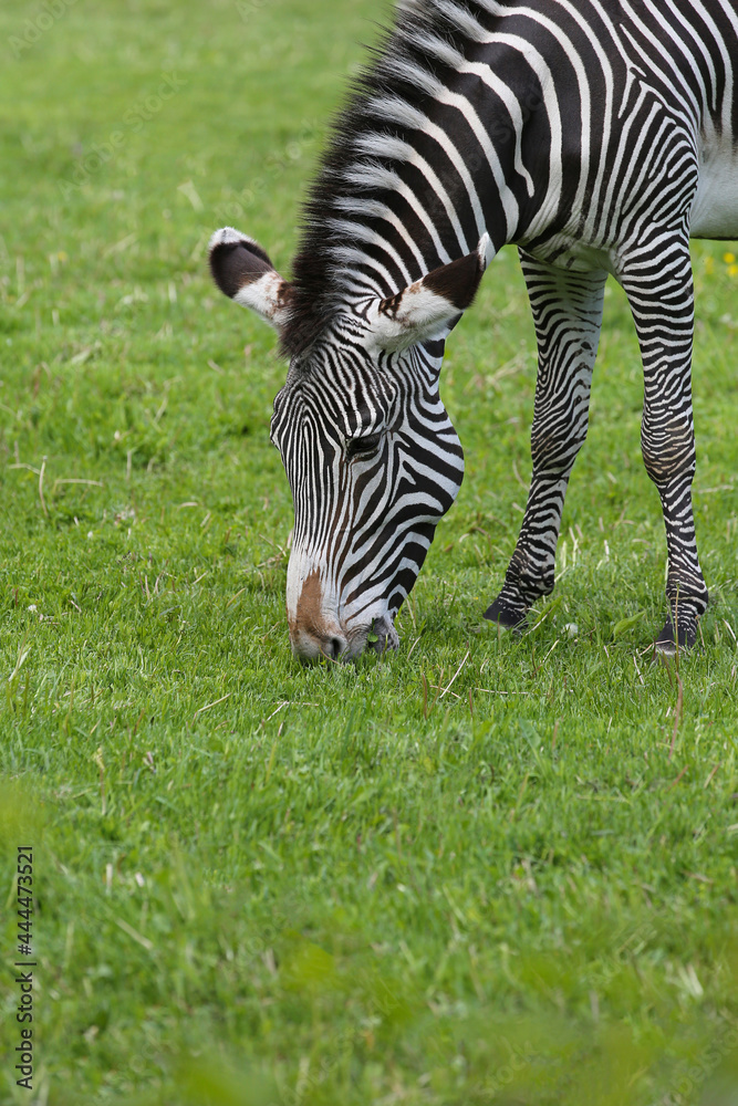 Animal zebra grazes on the grass in the zoo. Animal zebra grazes on the grass in the zoo.
