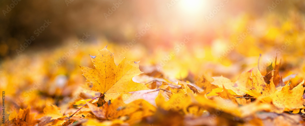 Autumn background. Fallen maple leaves on the ground in the evening sun, panorama