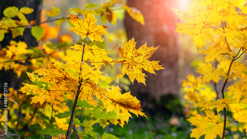 Yellow maple leaves on trees in the forest in bright sunlight