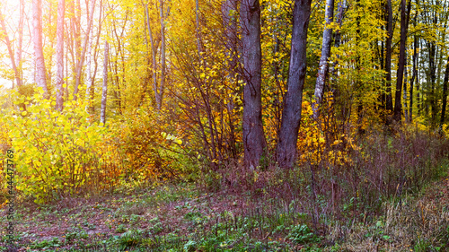 Picturesque corner of the forest with yellow trees in the sun light