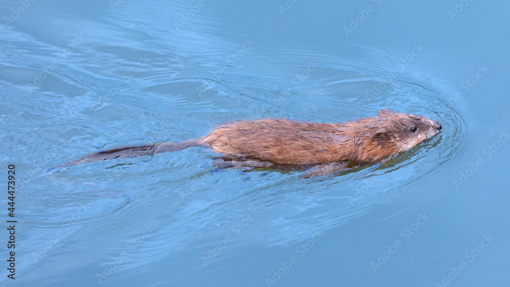 The muskrat floats on the surface of the water. Stock-Foto | Adobe Stock
