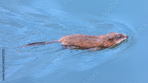 The muskrat floats on the surface of the water. photo