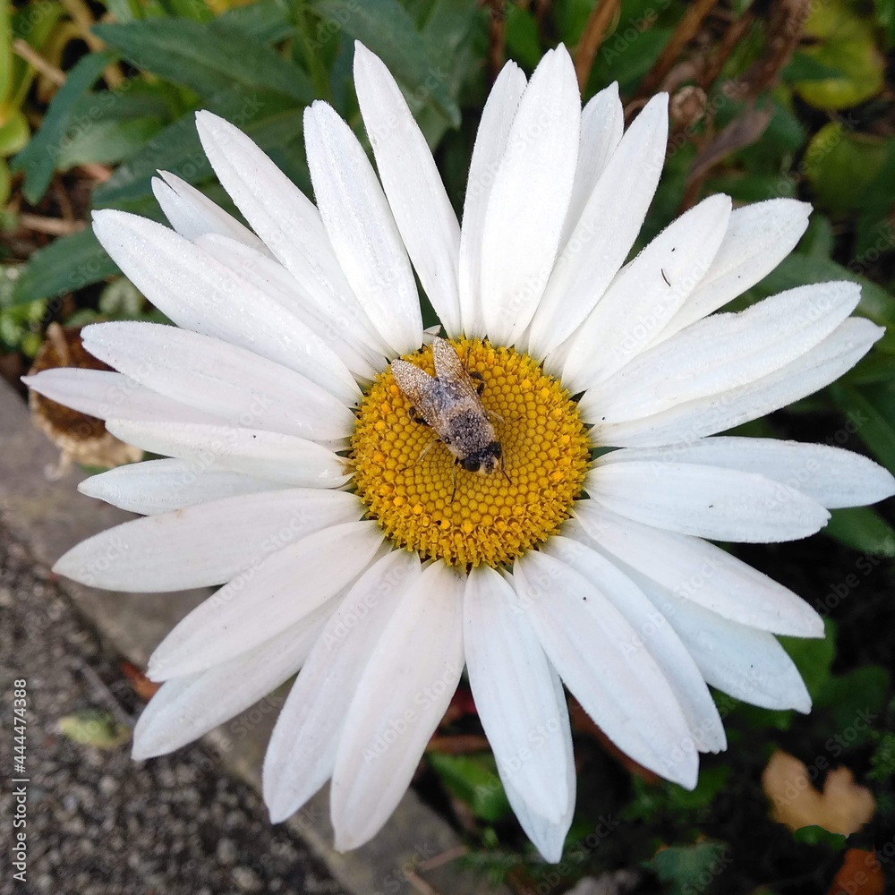 Obraz premium white daisy flower