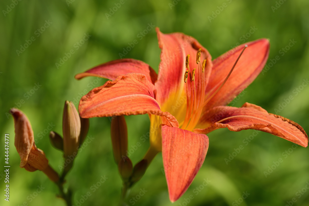 Close-up of a bright orange daylily in summer, against a green background in nature Close-up of a bright orange daylily in summer, against a green background in nature