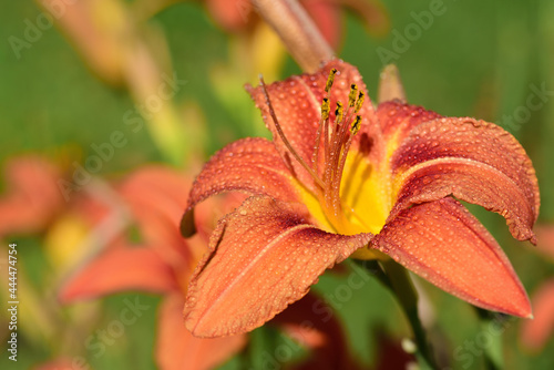 Close up of bright orange daylilies in summer, with water droplets on them © leopictures