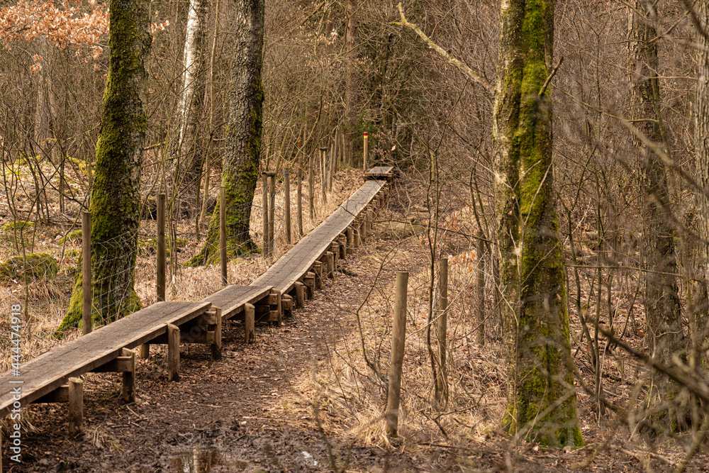 A boardwalk through the forest at fall. A boardwalk through the forest at fall.
