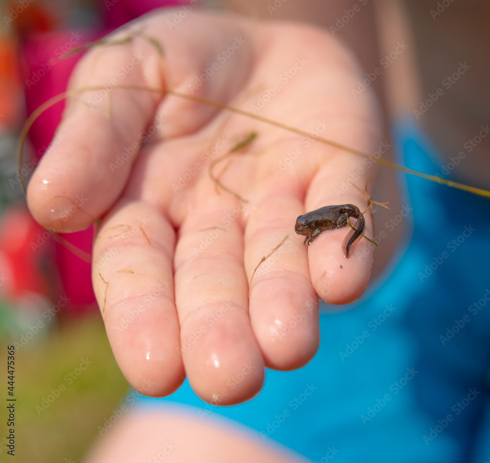 A frog tadpole with developed limbs held in a hand.