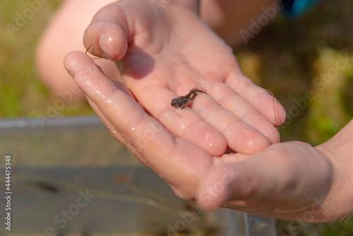 Fotografi A frog tadpole with developed limbs held in a hand.