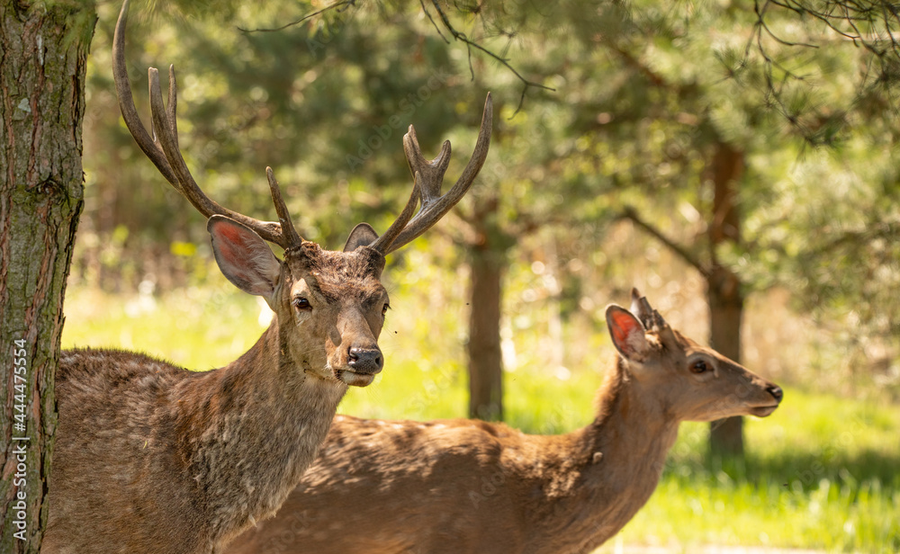 Young male and female red deer in the forest.