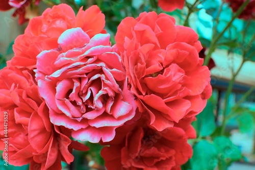 Large wild rose flowers in shades of red.