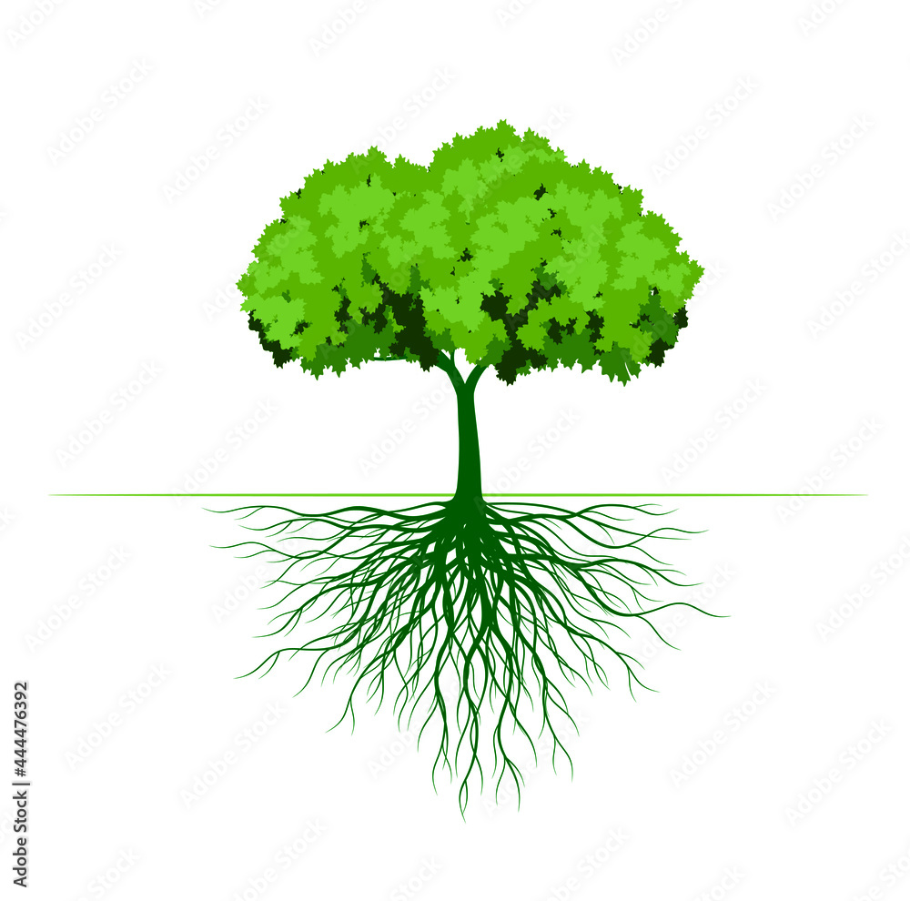 Obraz premium Green Tree. Vector Illustration. Leaf and Roots.