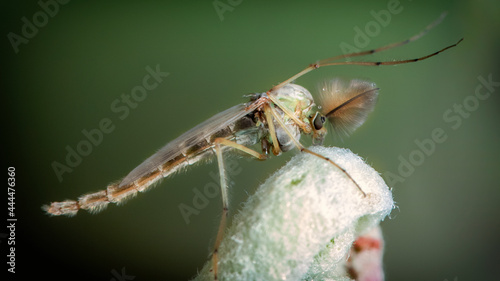 Chironomidae chironomid mosquitoes sit on a young leaf. photo