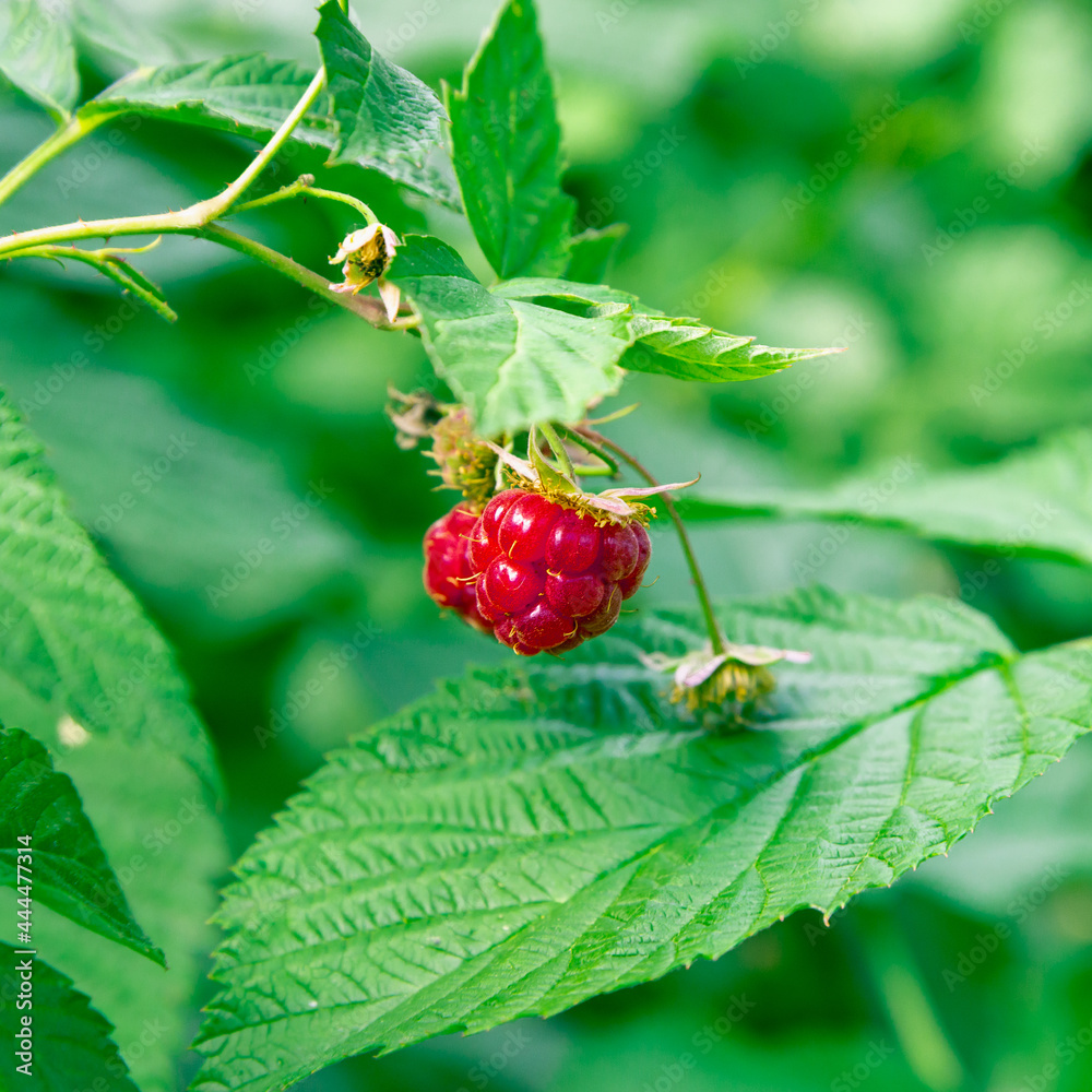Red raspberries on a green bush. Red raspberries on a green bush.