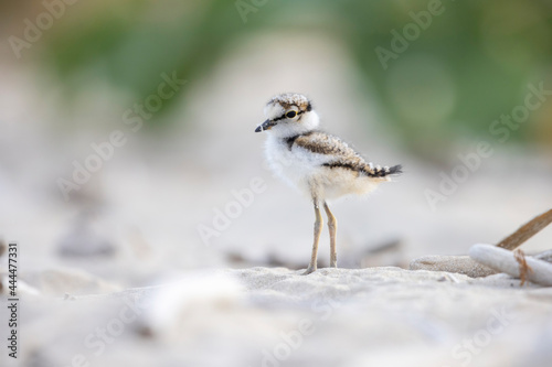 Little ringed plover chick on the beach,  shorebirds photo