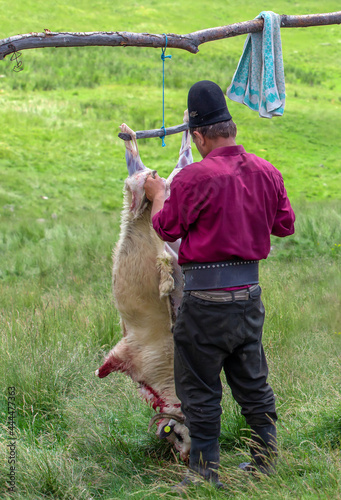 A shepherd traditionally slaughtering a sheep at the sheepfold in the Calimani mountains - Romania 08.Jul.2021 photo