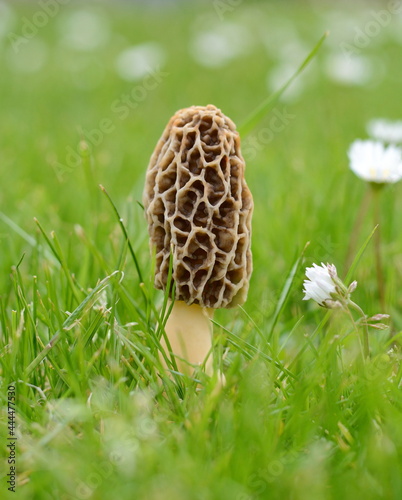 Common morel fungus (Morchella esculenta). Spring edible morel mushroom.