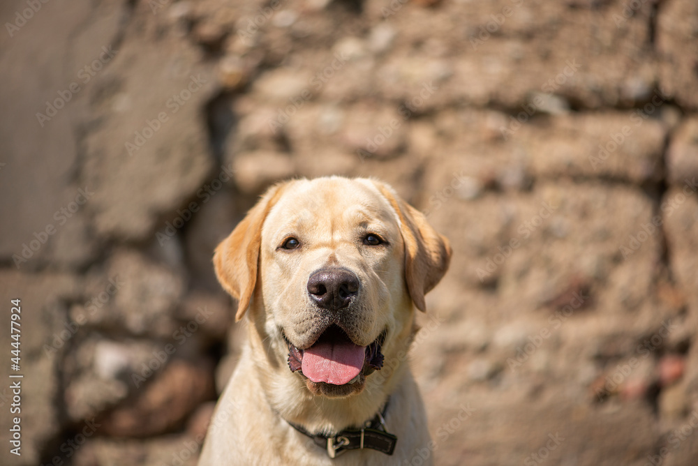 Active, smile and happy purebred labrador golden retriever dog puppy on old stone wall background Active, smile and happy purebred labrador golden retriever dog puppy on old stone wall background
