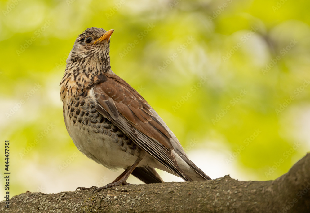 Fototapeta premium Turdus pilaris Sitting on a tree branch in the woods, close-up, selective focus.