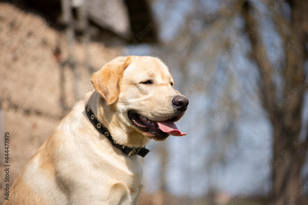 Active, smile and happy purebred labrador retriever dog outdoors in park on sunny summer day. Active, smile and happy purebred labrador retriever dog outdoors in park on sunny summer day.