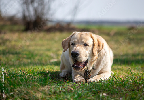 Active, smile and happy purebred labrador golden retriever dog puppy gnaws a cone outdoor