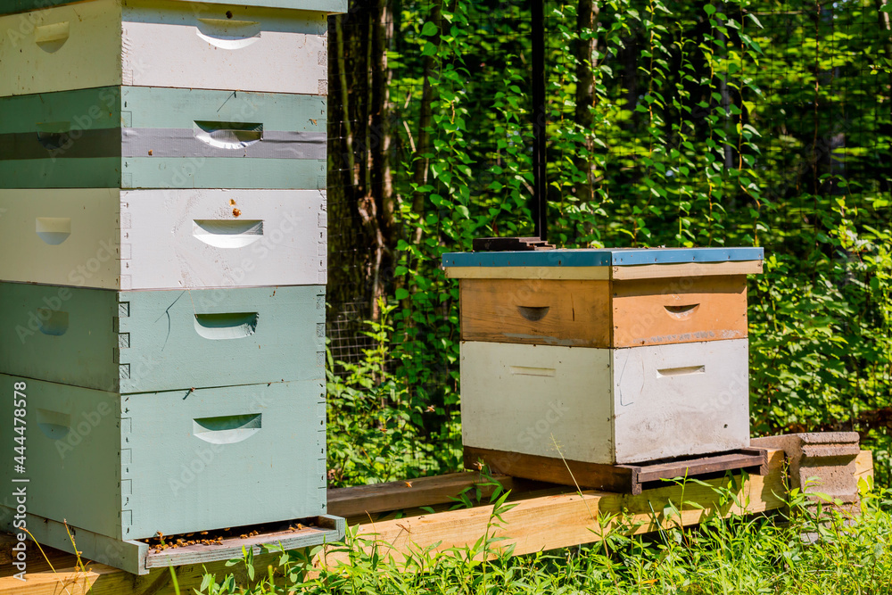 Behives with Visible Bees and Trees in the Backgr0und Behives with Visible Bees and Trees in the Backgr0und