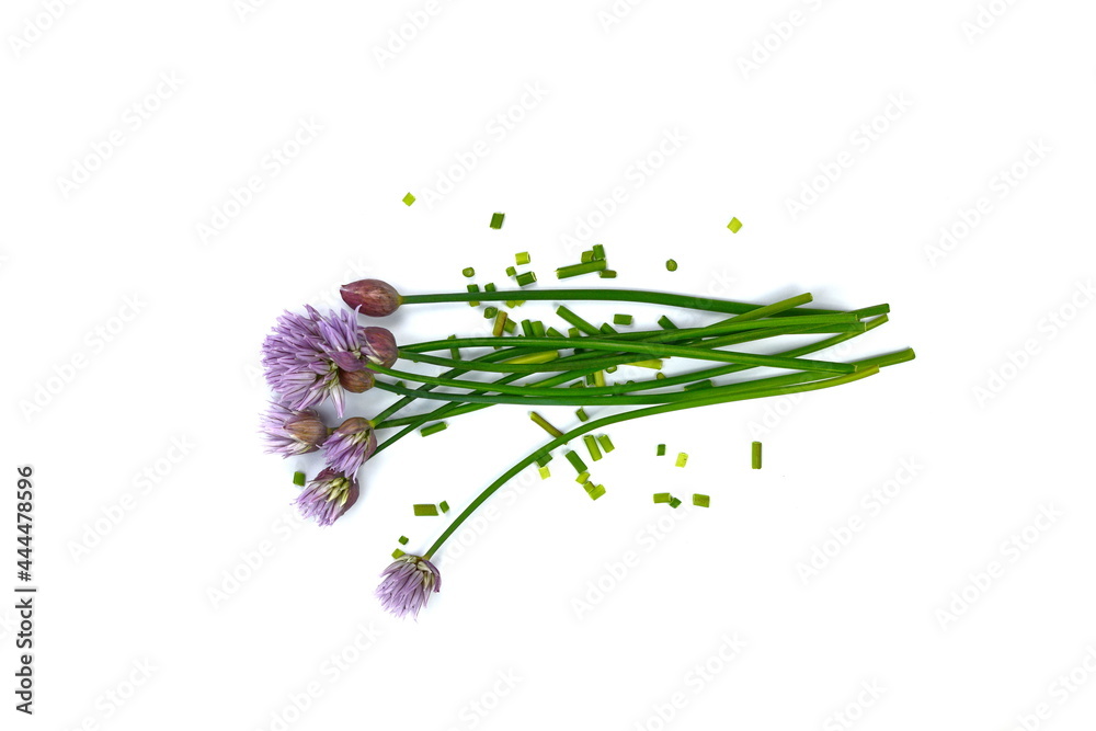 Fototapeta premium Fresh green blooming chives with purple flowers, chopped on white background