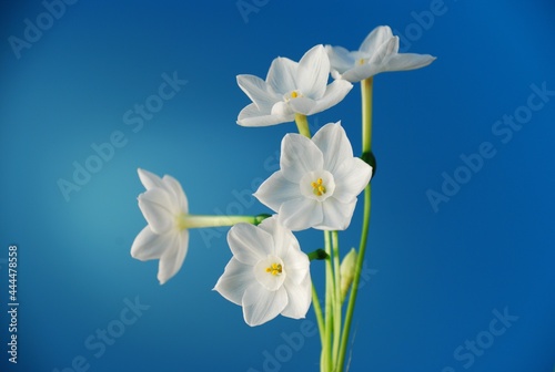 Fototapeta Naklejka Na Ścianę i Meble -  Paperwhite Narcissus flowers