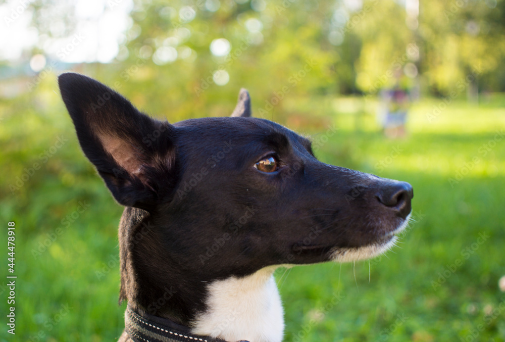 Portrait of a black and white dog in a Park. ready to start