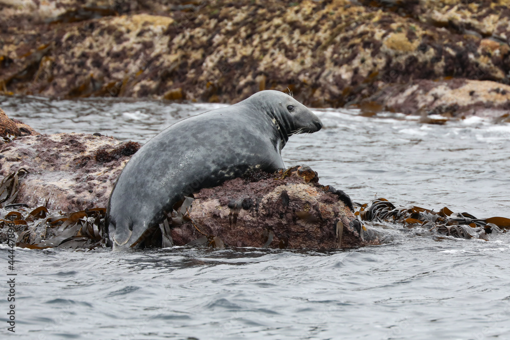 Fototapeta premium Grey Seal at Annet rocks in the Isles of Scilly