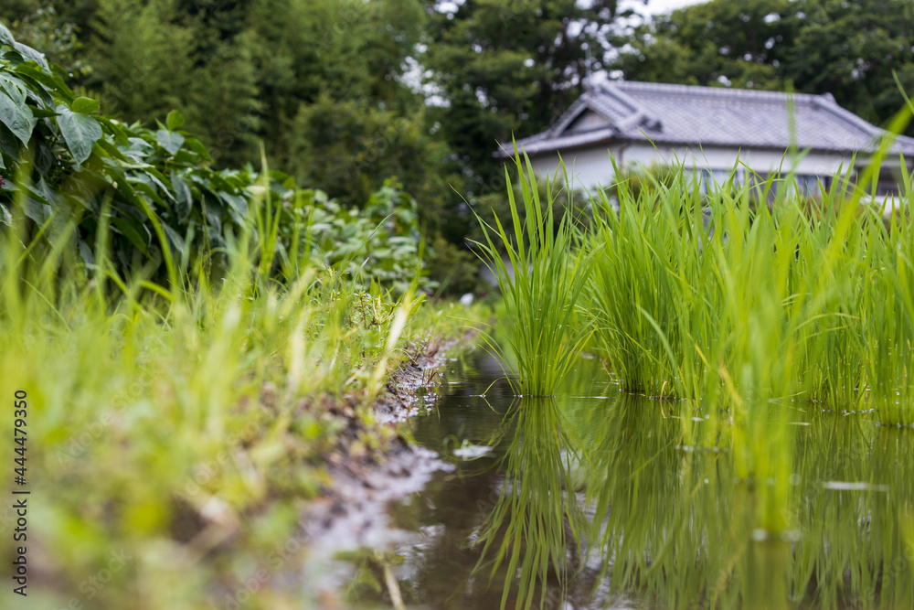 Ground-level view of fresh rice in flooded field Ground-level view of fresh rice in flooded field