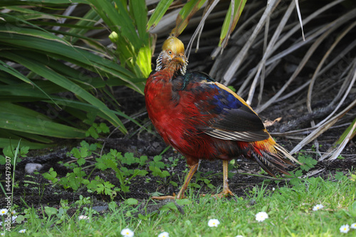 Golden Pheasant