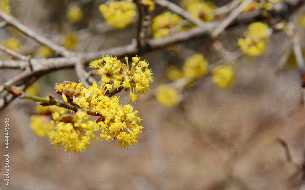 branches with flowers of European Cornel (Cornus mas) in early spring. Cornelian cherry, European cornel or Cornelian cherry dogwood (Cornus mas) flovering. Early spring flowers in natural habitat branches with flowers of European Cornel (Cornus mas) in early spring. Cornelian cherry, European cornel or Cornelian cherry dogwood (Cornus mas) flovering. Early spring flowers in natural habitat