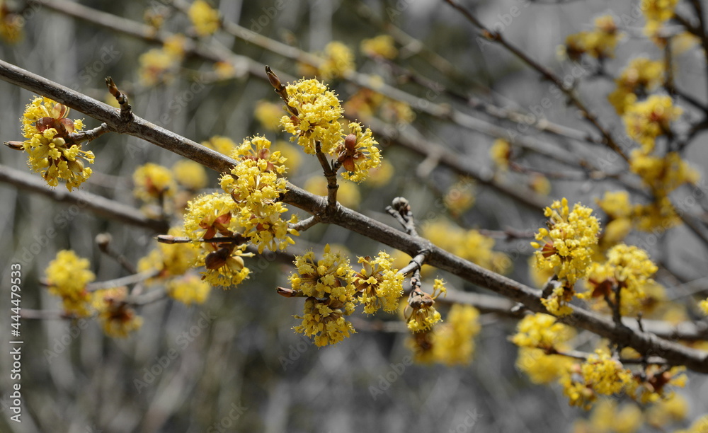 branches with flowers of European Cornel (Cornus mas) in early spring. Cornelian cherry, European cornel or Cornelian cherry dogwood (Cornus mas) flovering. Early spring flowers in natural habitat branches with flowers of European Cornel (Cornus mas) in early spring. Cornelian cherry, European cornel or Cornelian cherry dogwood (Cornus mas) flovering. Early spring flowers in natural habitat
