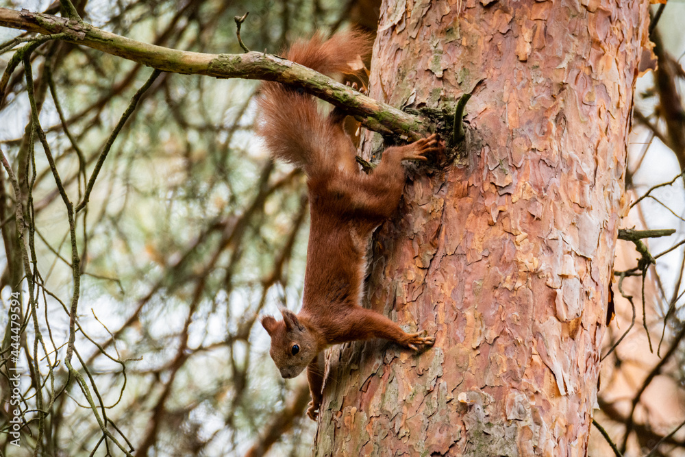 Squirrel jumping on the tree. Upside down position. Squirrel jumping on the tree. Upside down position.