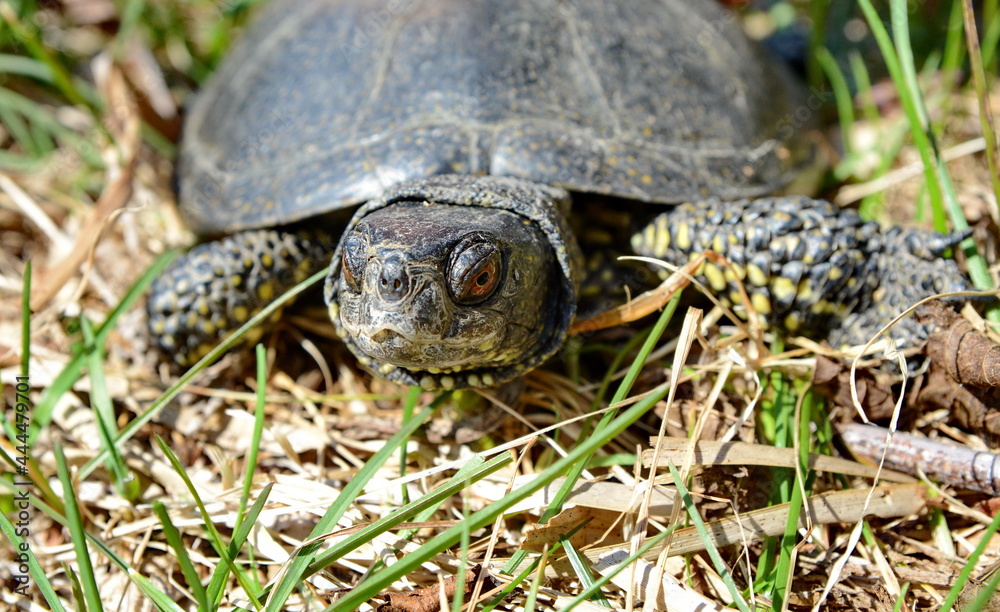 The European pond turtle (Emys orbicularis), also called the European pond terrapin and European pond tortoise. The European pond turtle (Emys orbicularis), also called the European pond terrapin and European pond tortoise.