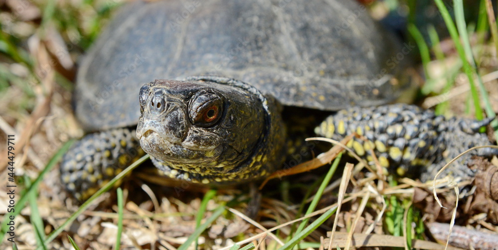 The European pond turtle (Emys orbicularis), also called the European pond terrapin and European pond tortoise. The European pond turtle (Emys orbicularis), also called the European pond terrapin and European pond tortoise.