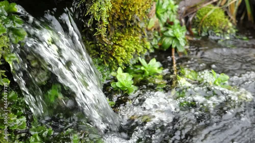 Forest cascade bubbling into a narrow river running among dark stones in an old forest in summer Forest cascade bubbling into a narrow river running among dark stones in an old forest in summer