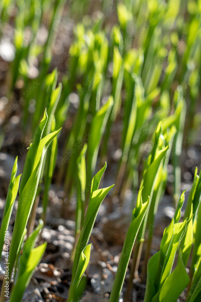Close-up of green leaves of lily of the valley Convallaria majalis in the spring forest. Close-up of green leaves of lily of the valley Convallaria majalis in the spring forest.