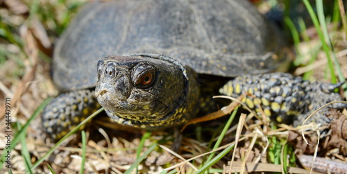 The European pond turtle (Emys orbicularis), also called the European pond terrapin and European pond tortoise.