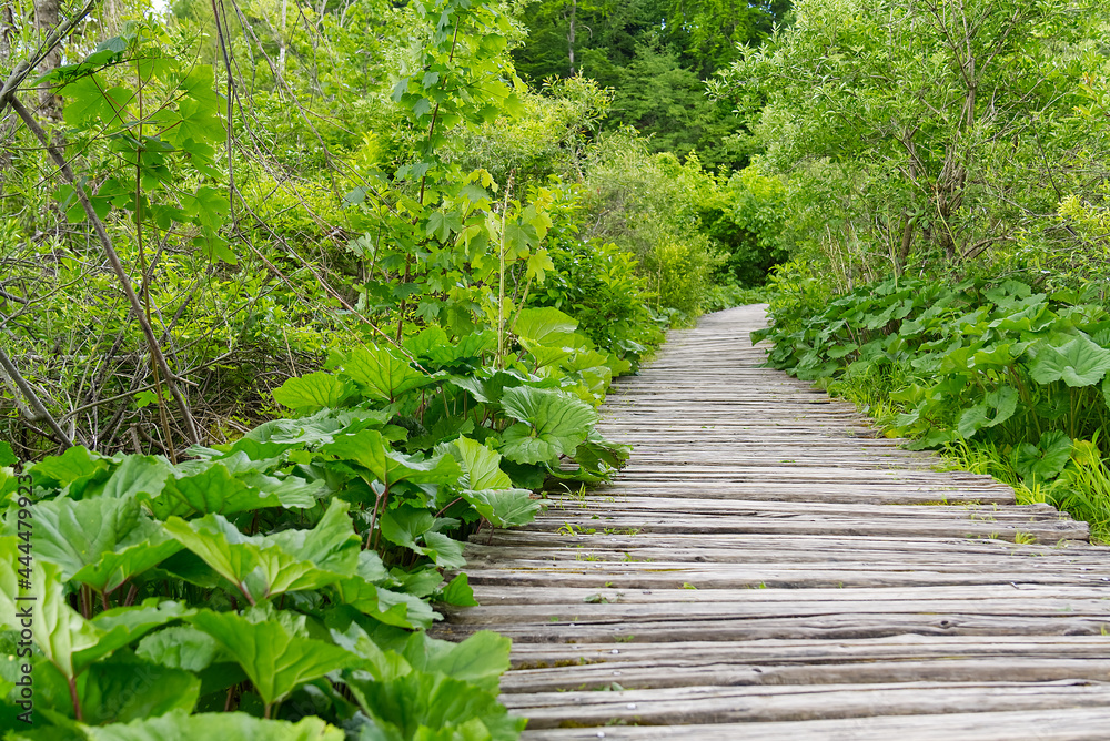 View of wooden deck among tall green grass with rock behind and bushes in Plitvice Lakes National Park in Croatia. lifestyle, walking in park, healthy vacation. wallpaper, postcard