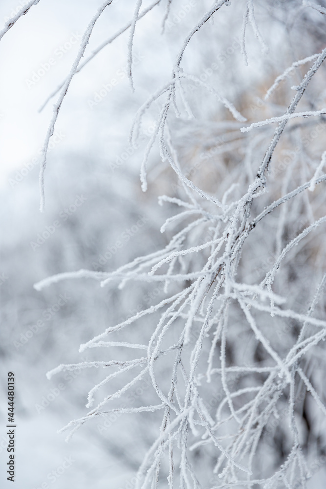 Snow and rime ice on the branches of bushes. Beautiful winter background with twigs covered with hoarfrost. Plants in the park are covered with hoar frost. Cold snowy weather. Cool frosting texture. Snow and rime ice on the branches of bushes. Beautiful winter background with twigs covered with hoarfrost. Plants in the park are covered with hoar frost. Cold snowy weather. Cool frosting texture.