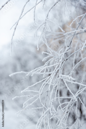 Snow and rime ice on the branches of bushes. Beautiful winter background with twigs covered with hoarfrost. Plants in the park are covered with hoar frost. Cold snowy weather. Cool frosting texture. © Andrei Stepanov