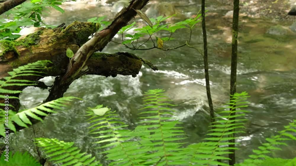 渓流 渓流