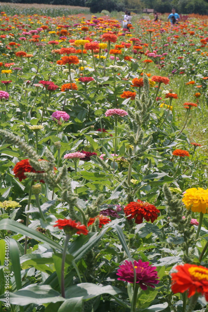 Rows of Red Yellow and Pink Zinnias in the Sun