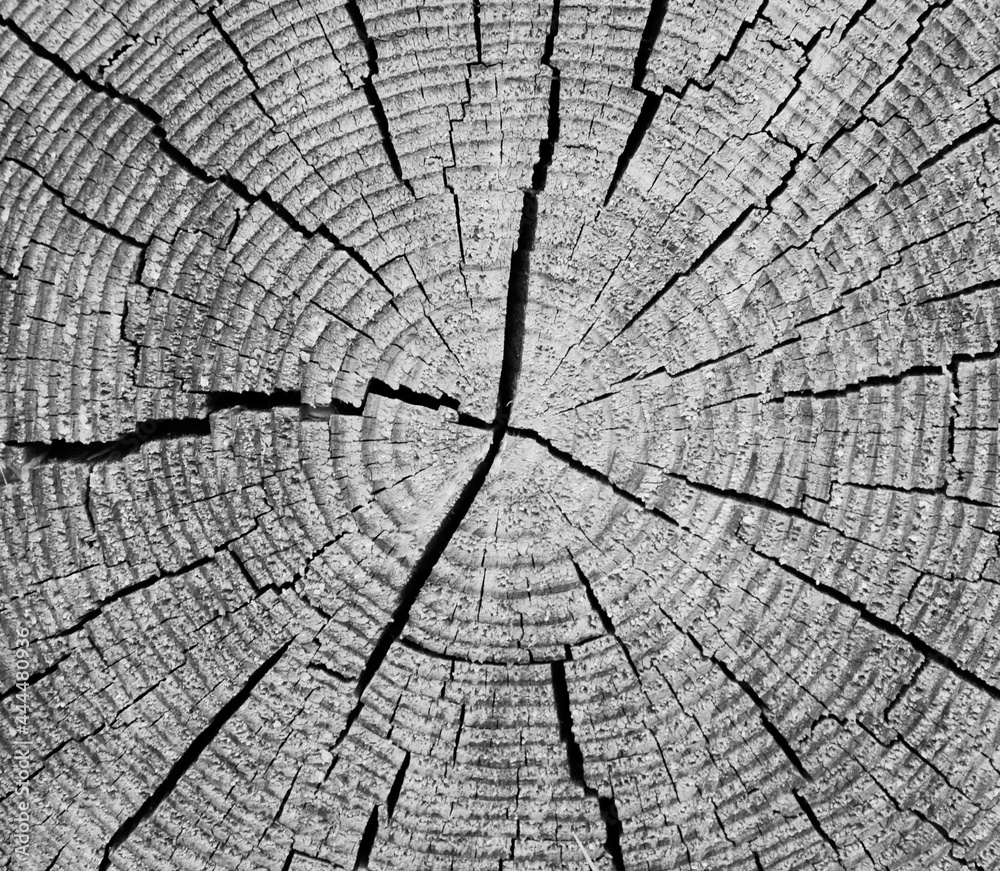 Fototapeta premium Hintergrund Schwarz Weiß Holzmaserung Holzstamm 