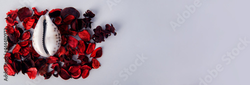 Red rose petals near the shell in the form of a vagina on a white background. The concept of women's health, menstruation and menopause. Seashell as a symbol of gynecology