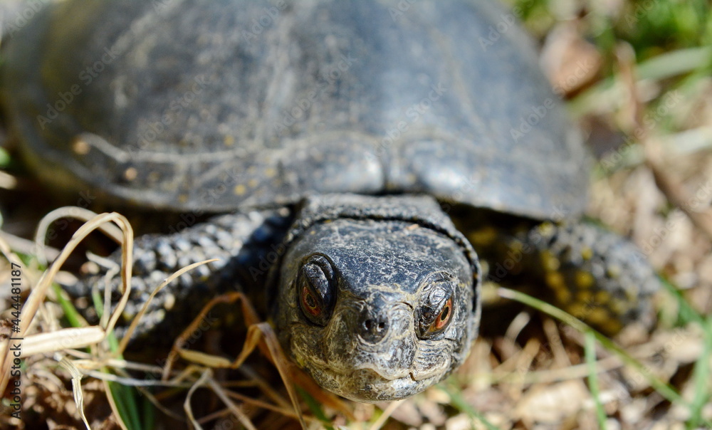 The European pond turtle (Emys orbicularis), also called the European pond terrapin and European pond tortoise. The European pond turtle (Emys orbicularis), also called the European pond terrapin and European pond tortoise.